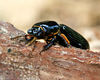 Creatures Big and Small : 